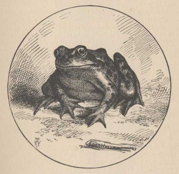 Original 1875 engraving of Dan'l Webster the jumping frog